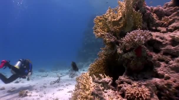Potápění u školy ryb v korálových útesů relaxovat pod vodou Rudého moře. — Stock video