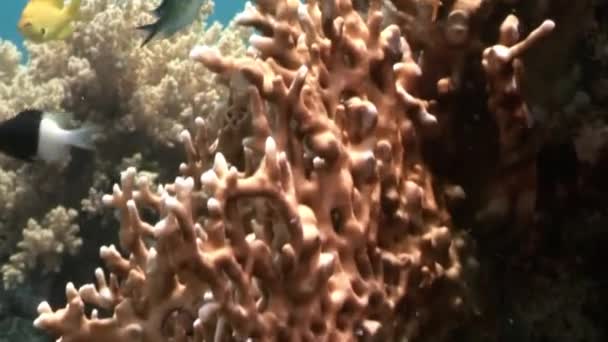Heldere rode vis in koralen onderwater zee. — Stockvideo