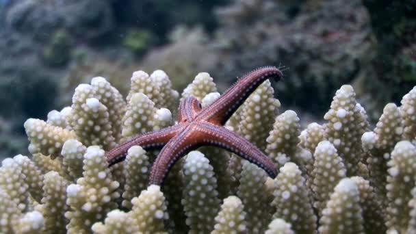 Gomophia egyptiaca étoiles de mer rouge épineux sous l'eau de l'Egypte . — Video