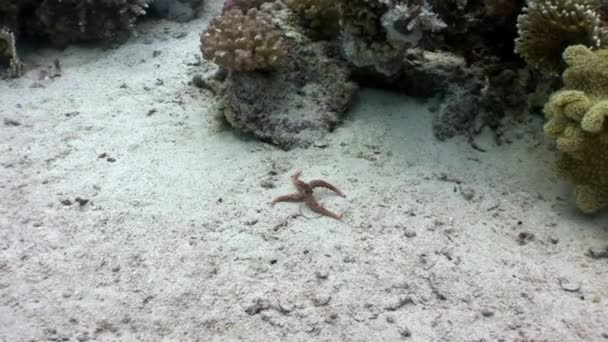 Estrelas do mar vermelho espinhoso Gomophia egyptiaca subaquático do Egito . — Vídeo de Stock