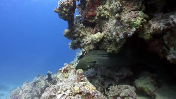 Morena gigante en el Mar Rojo de Egipto . — Vídeo de stock