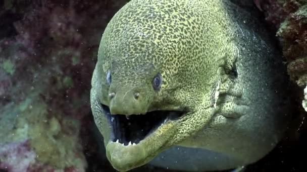 Gymnothorax gigante Enguias moray de Javanicus na água transparente pura do mar vermelho . — Vídeo de Stock