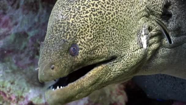 Giant Gymnothorax Javanicus moray eels in pure transparent water of Red sea. — Stock Video