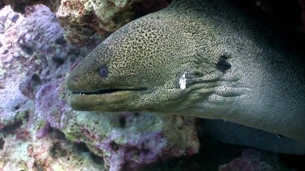 Reuze Gymnothorax Javanicus murenen zuiver transparant water van de rode zee. — Stockvideo