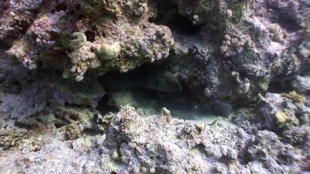 Gymnothorax gigante Enguias moray de Javanicus na água transparente pura do mar vermelho . — Vídeo de Stock