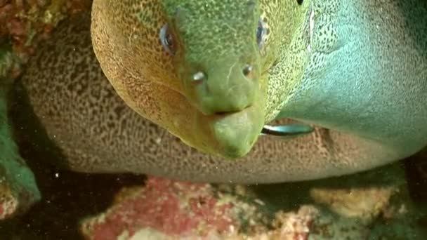 Head of Giant Gymnothorax Javanicus moray eels in pure water of Red sea. — Stock Video