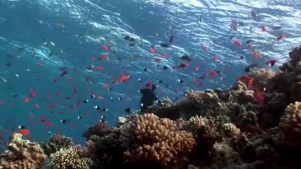 Ontspannen onderwater rode zee. — Stockvideo