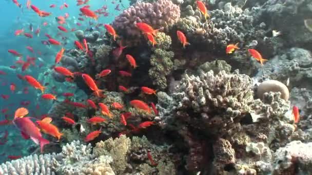Relaxujte pod vodou Rudého moře. — Stock video