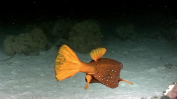 Žlutá havýši Ostraciidae ryba s skvrny z Rudého moře. — Stock video