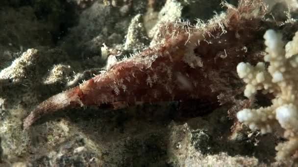 Bearded scorpionfish scorpaenopsis barbata muy venenoso bajo el agua . — Vídeos de Stock