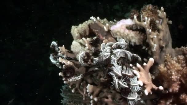 Video de relajación subacuática sobre arrecife de coral en puro transparente del Mar Rojo . — Vídeos de Stock