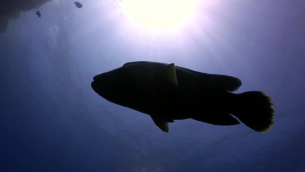 Ψάρι του Ναπολέοντα Χειλούς γίγαντας σε σκούρο μπλε φόντο στην Ερυθρά θάλασσα της Αιγύπτου. — Αρχείο Βίντεο