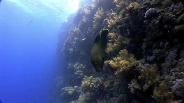 Pez napoleon wrasse gigante sobre fondo azul oscuro en el Mar Rojo de Egipto . — Vídeo de stock