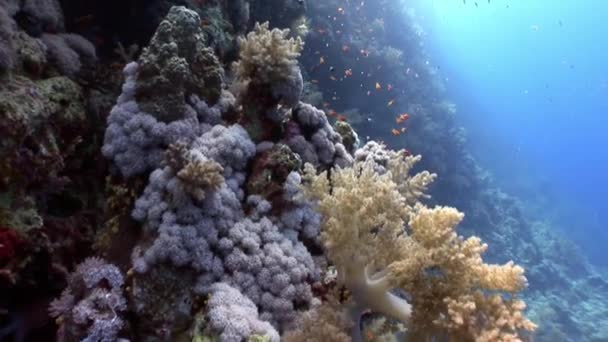 Underwater koppla video om korallrev i Röda havet. — Stockvideo