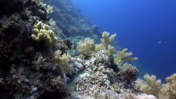 Video de relajación submarina sobre el arrecife de coral del Mar Rojo . — Vídeo de stock