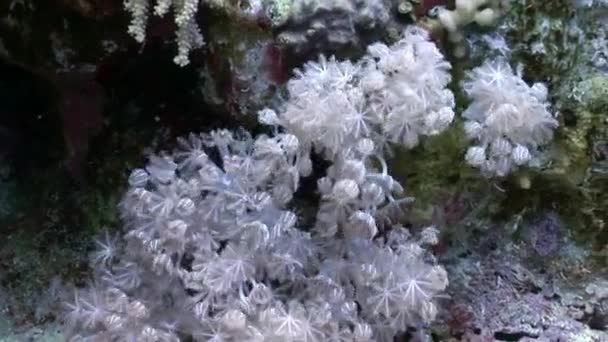 Video di relax subacqueo sulla barriera corallina del Mar Rosso . — Video Stock