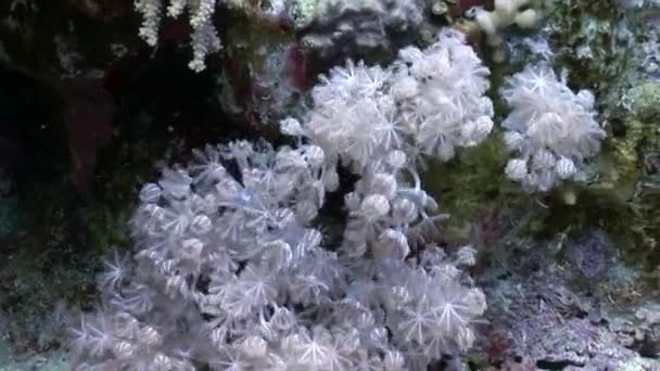 Video de relajación submarina sobre el arrecife de coral del Mar Rojo . — Vídeo de stock