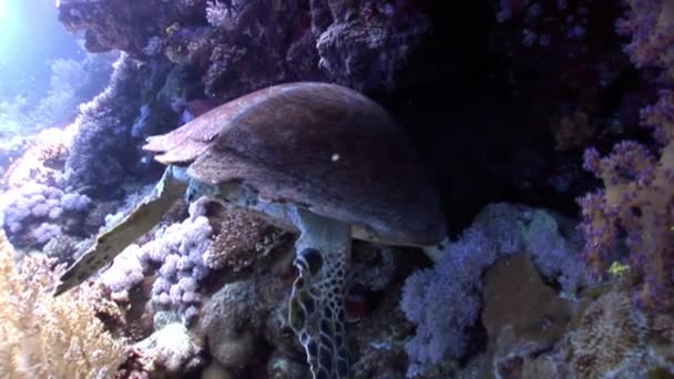 Tortue de mer Eretmochelys imbricata reptile géant en mer Rouge . — Video