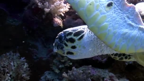 Riesenreptil Falkenschnabel Meeresschildkröte eretmochelys imbricata im Roten Meer. — Stockvideo