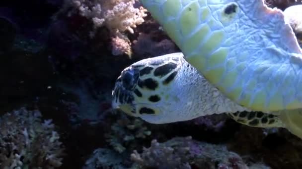 Reptil gigante Carey tortuga marina Eretmochelys imbricata en el Mar Rojo . — Vídeos de Stock