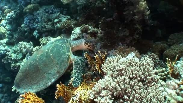 Tartaruga marinha gigante Hawksbill Eretmochelys imbricata em água pura transparente . — Vídeo de Stock