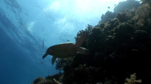 Reusachtige reptiel zee karetschildpad Eretmochelys imbricata onderwater in koraal. — Stockvideo