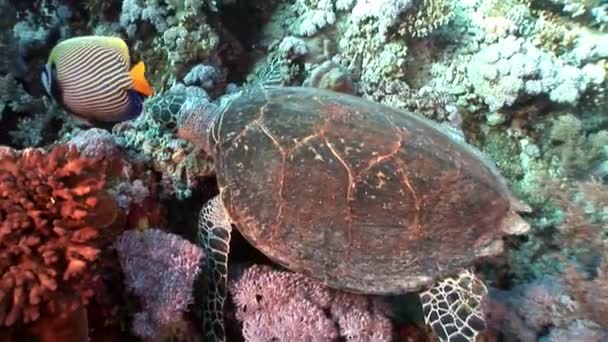 Deniz kaplumbağası sualtı. — Stok video