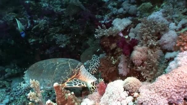 Giant Hawksbill sea turtle Eretmochelys imbricata in pure transparent water. — Stock Video