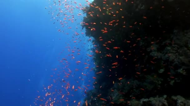 Unterwasser-Relax-Video über die Meeresnatur in reinem Transparent des roten Meeres. — Stockvideo