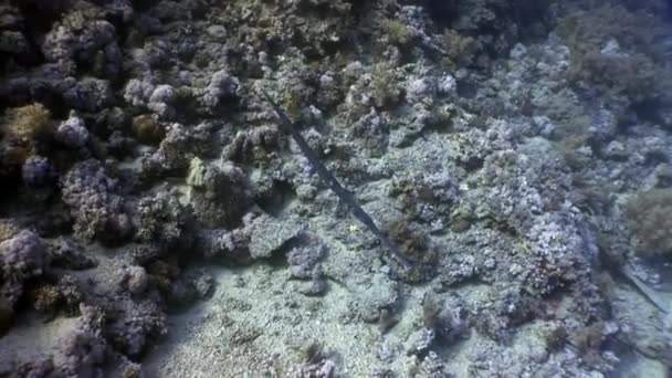 Hosszú kis tűhal needlefish a Red sea Egyiptom. — Stock videók