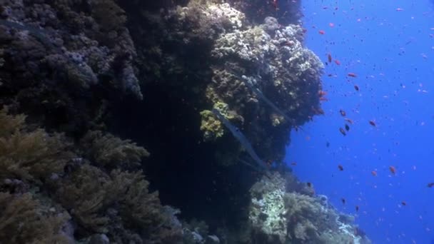 Coral reef dalış sualtı Red sea relax. — Stok video