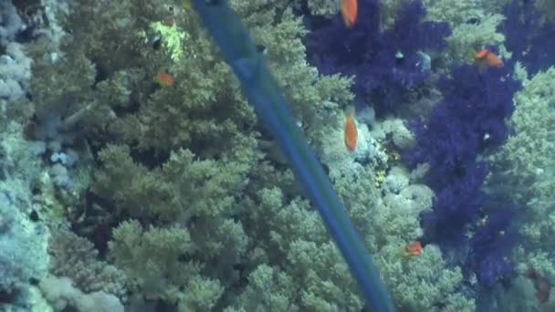 Довго Іглиця needlefish в Єгипті Червоне море. — стокове відео