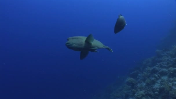Olbrzymie wrasse napoleon ryba na ciemnym niebieskim tle w Morzu Czerwonym w Egipcie. — Wideo stockowe