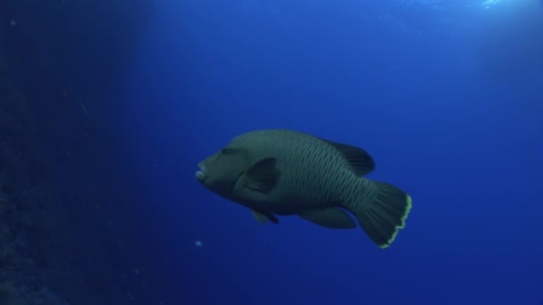 Reuze wrasse napoleon vis op donker blauwe achtergrond in de rode zee van Egypte. — Stockvideo