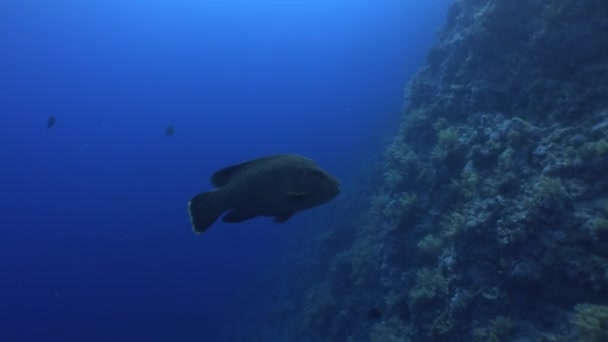 Pez napoleon wrasse gigante sobre fondo azul oscuro en el Mar Rojo de Egipto . — Vídeo de stock