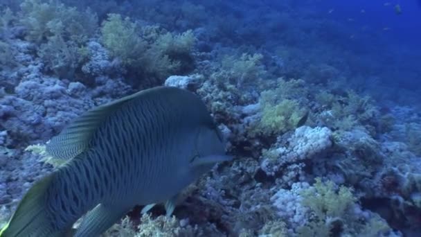 Dev wrasse napoleon balık Mısır'ın Kızıldeniz koyu mavi zemin üzerine. — Stok video
