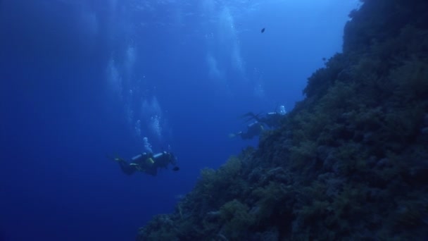Καταδύσεις σε κοραλλιογενείς υφάλους να χαλαρώσετε υποβρύχια Ερυθρά θάλασσα. — Αρχείο Βίντεο
