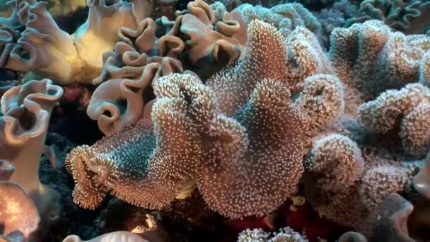 Подводный отдых видео о коралловом рифе в чистом прозрачном Красном море . — стоковое видео