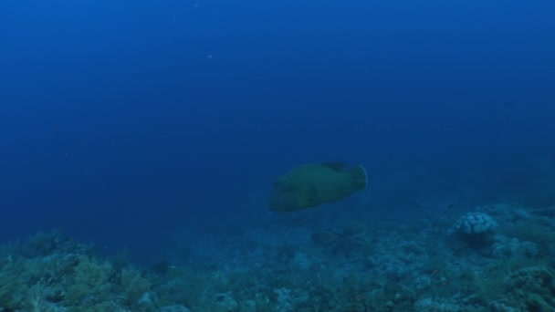 Peixe napoleon wrasse gigante no fundo azul escuro no mar Vermelho do Egito . — Vídeo de Stock