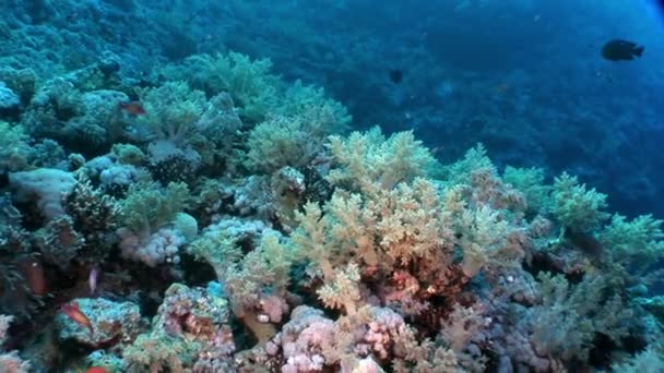 Subaquático relaxar vídeo sobre recife de coral em puro transparente do mar Vermelho . — Vídeo de Stock