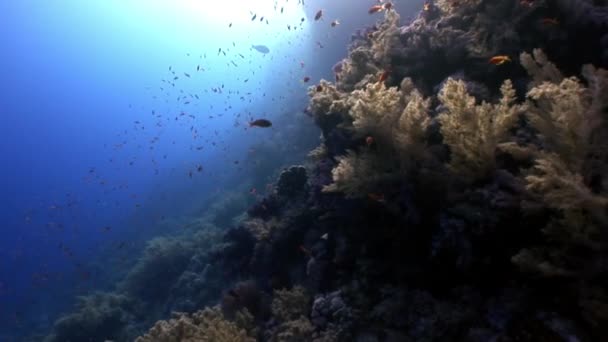 Sol reflexão subaquática no mar Vermelho . — Vídeo de Stock