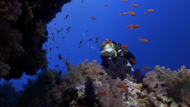 Immersioni subacquee vicino alla scuola di pesce nella barriera corallina rilassarsi sott'acqua Mar Rosso . — Video Stock