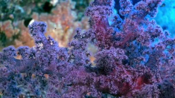 Video de relajación submarina sobre el arrecife de coral del Mar Rojo . — Vídeo de stock