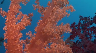 Sualtı mercan kırmızı deniz hakkında video sakin ol.