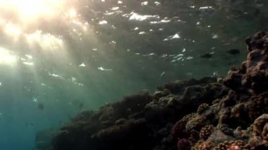 Güneş Kızıl Deniz sualtı yansıması.
