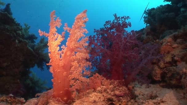 Video de relajación submarina sobre el arrecife de coral del Mar Rojo . — Vídeos de Stock