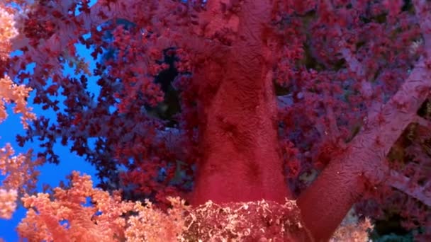 Sualtı mercan kırmızı deniz hakkında video sakin ol. — Stok video