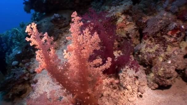 Subaquático relaxar vídeo sobre recife de coral de Mar Vermelho . — Vídeo de Stock