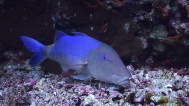 Video de relajación submarina sobre peces en arrecife de coral en puro transparente del Mar Rojo . — Vídeos de Stock