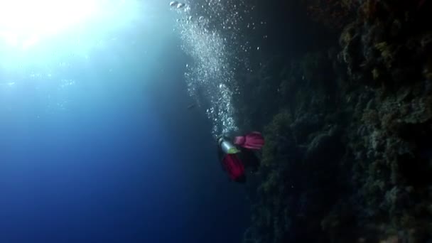 Scuba diving in coral reef relax underwater Red sea. — Stock Video